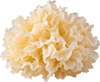 Tremella